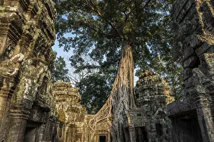 Ta Prohm, Angkor Wat, Angkor, UNESCO World Heritage Site