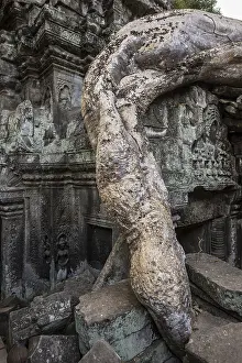 Ta Prohm, Angkor Wat, Angkor, UNESCO World Heritage Site