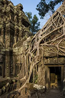 Ta Prohm, Angkor Wat, Angkor, UNESCO World Heritage Site