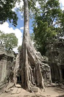 Ta Prohm, Angkor Wat complex, Siem Reap