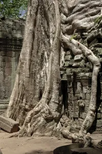 Ta Prohm, Angkor Wat complex, Siem Reap