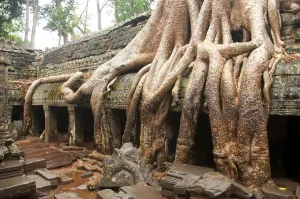 Ta Prohm was built in the Bayon style largely in the late 12th and early 13th centuries