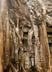 Ta Prohm was built in the Bayon style largely in the late 12th and early 13th centuries