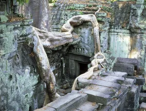 Ta Prohm was built in the Bayon style largely in the late 12th and early 13th centuries