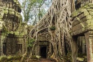 Ta Prohm temple ruins, Angkor, Cambodia, Asia