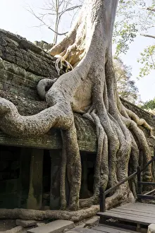 Ta Prohm temple and ruins in Siem Reap