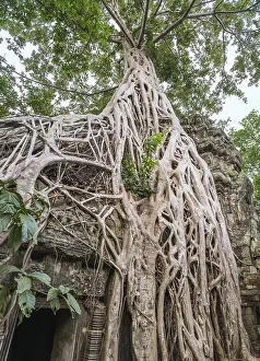 Ta Prohm Temple, Siem Reap, Cambodia