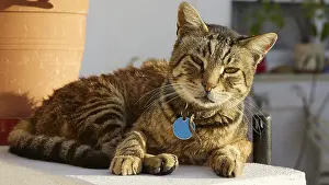 Tabby cat lies comfortably with blue collar in the sun