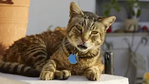 Tabby cat lying relaxed next to a terracotta pot in the sunlight