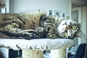 A tabby cat relaxing on a cat tree with a curious gaze
