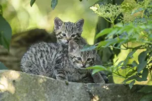 Two tabby kittens cuddling on a stone in the forest