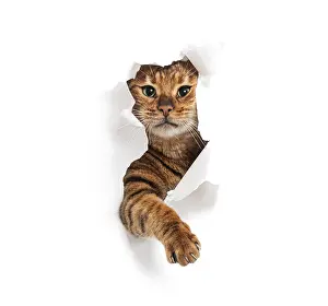 Tabby Toyger cat tearing through a white paper background and reaching out