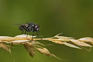 Tachinid fly (Tachinid sp.), perched on dry Couch grass stem (Elymus repens)