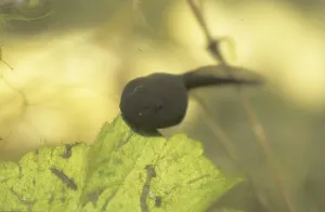 Tadpole
