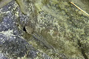 Tadpole of the Perez's frog (Pelophylax perezi)