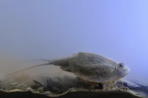 Tadpole Shrimp (Triops cancriformis) adult