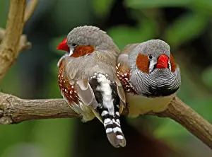 Taeniopygia guttata