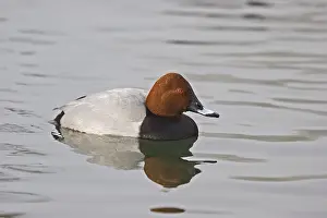 Tafelente Aythya ferina