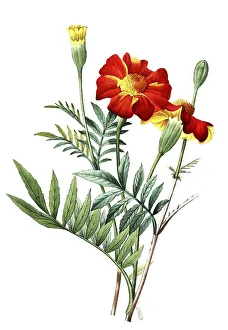 Tagetes, Eillet dinde, Student flower