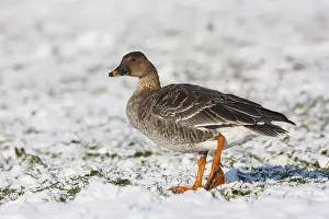 Taiga Bean Goose (Anser fabalis) foraging