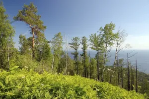 Taiga, boreal forest, Listvyanka