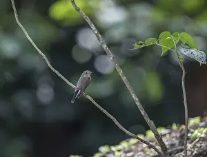 Taiga flycatcher (Ficedula albicilla)