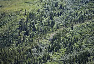 Taiga and tundra, Denali National Park