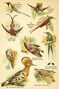 Tail fairy or sunbeam fairy (Heliactinus cornutus) or (Heliactin cornuta)