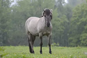 Tail horse (Equus ferus ferus caballus)