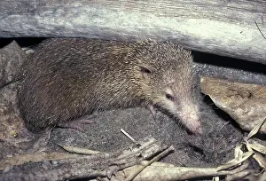 Tail-less Tenrec (Tenrec ecaudatus)