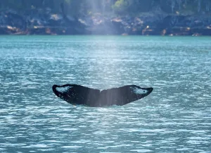 Tail of sperm whale in the cold waters of Resurrection bay near Seward in Alaska