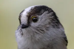 Tailed tit (Aegithalos caudatus) portrait of head in side view