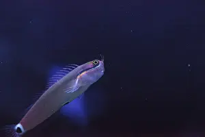 Tailspot Blenny Ecsenius stigmatura is found in the Western Pacific
