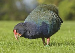 Takahe (Porphyrio hochstetteri)