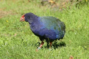 Takahe (Porphyrio hochstetteri)