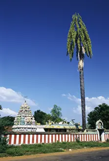 Talipot palm Corypha umbraculifera Linn at temple