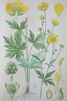 Tall buttercup (Ranunculus acris)