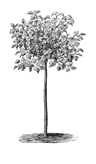 Tall Currant, historical illustration