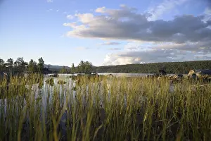 Tall grasses on lake shore, calm water area under partly cloudy sky