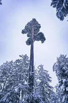 Tall pine tree in snowy forest with grey sky