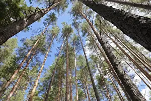Tall pine trees in the forest