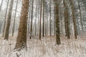 Tall pine trees in a forest at wintertime