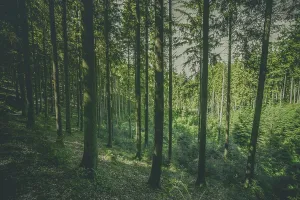 Tall pine trees in a green forest in the summertime