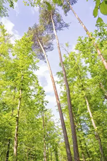 Tall, slender trees towering into the blue sky