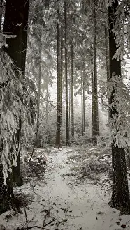 Tall, snow-covered trees in a quiet