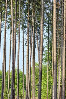 Tall spruces seen in a German forest