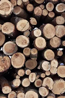 Tall stack of logs in a winter forest