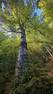 Tall tree birch (betula) in the forest
