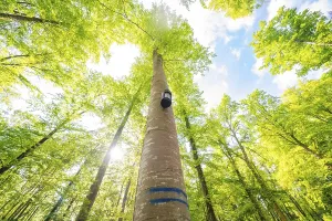 A tall tree reaches the radiant sky with its crown