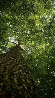 Tall tree with thick green foliage